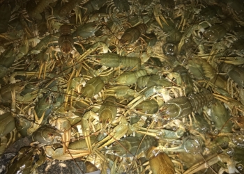 Живые Раки
