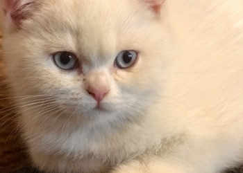 Продажа британских котят