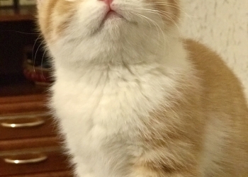 Продажа британских котят