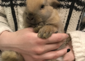 Декоративные вислоухие кролики