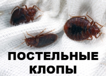 Уничтожение клопов и тараканов.