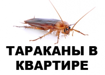 Уничтожение клопов и тараканов.