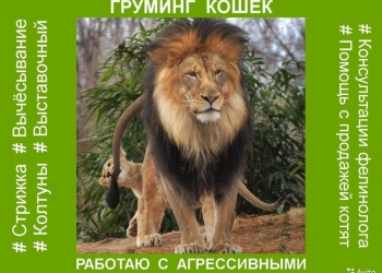МУРКА. Груминг. Стрижка собак,кошек. Новосибирск