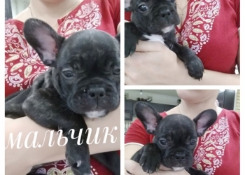 Щенки Французский бульдог