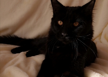 Мейкун девочка