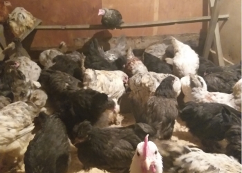 Петушки и молодки