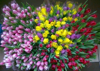 Цветы "Тюльпаны" к 8 Марта