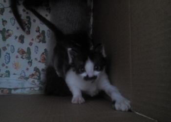 Котёнок