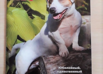 Щенки Джек Рассел терьера