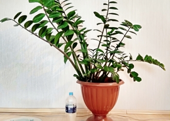 Комнатные растения