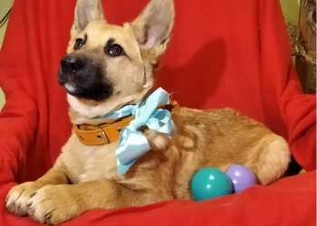 РОККИ мальчик 4 мес.