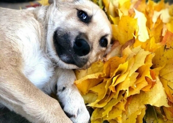 МАРШАЛ мальчик 4 мес.
