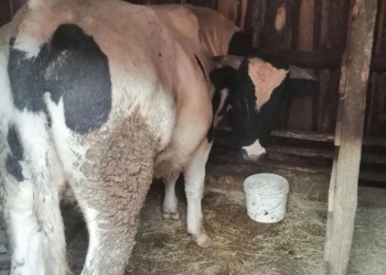 Продам бычка