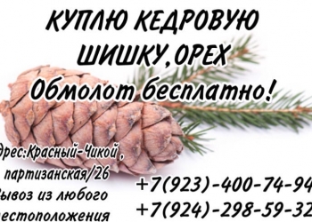 Куплю кедровую шишку , орех