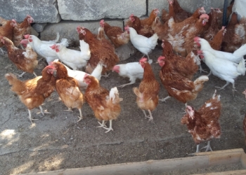 Молодые куры несушки