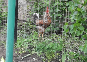 Петух Билефельдер