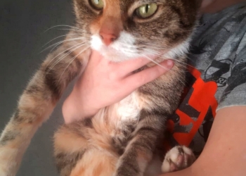 Отдам кошку