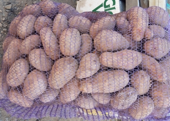 Картофель