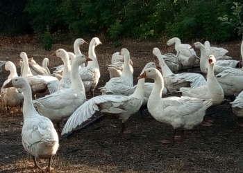 Гуси породы Линда