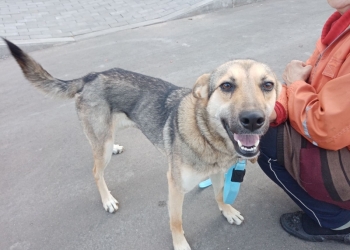 Собака девочка