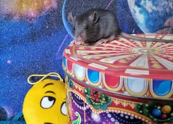 Крысята дамбо