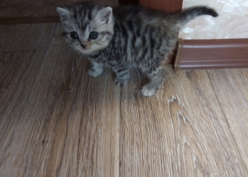 Отдам в добрые руки котеночка 1 мес.(Девочка)