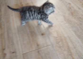 Отдам в добрые руки котеночка 1 мес.(Девочка)