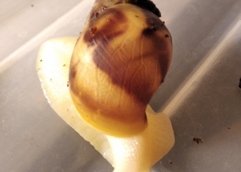 Улитки Ахатины