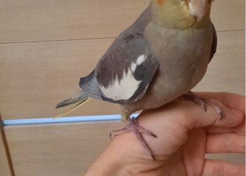 Корелла выкормыш