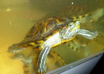 Черепахи красноухие