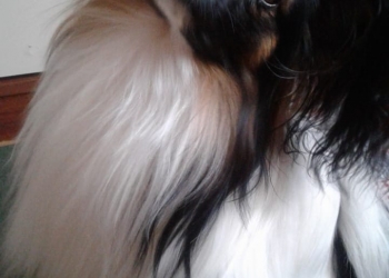 Кобель для вязки