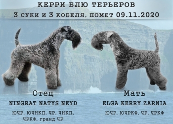 Щенки
