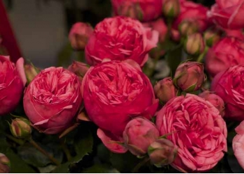 Роза Пинк Пиано ч/г