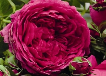 Роза Соул. Шраб