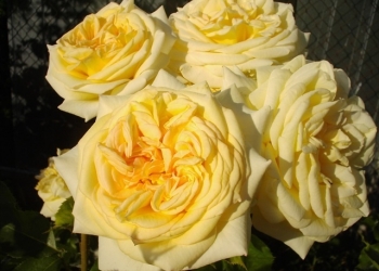 Роза Голден Тауэр ч/г