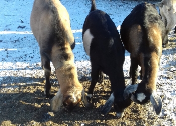 Продаю домашни индюшка и коз