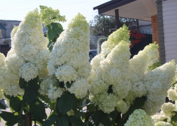 Гортензия Меджикал Мунлайт