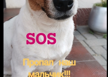 Пропала собака