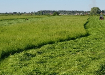 Сено в тюках, опилки, зерно, солома