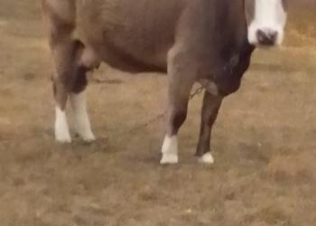 Продаю корову на мясо