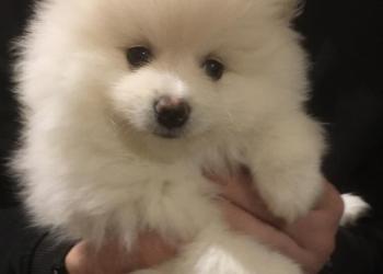 Щенок Шпица