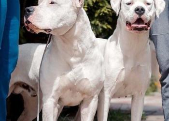 Аргентинский дог. Запись на щенков.