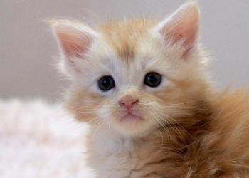 Crystal Мальчик Мейн Кун