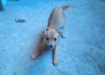 Малышка метис Той-Терьера