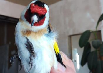 Певчие птицы