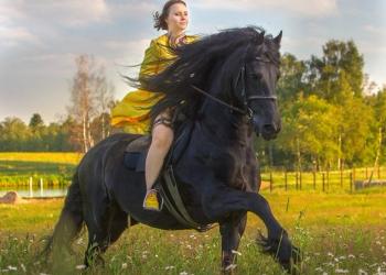 Постой для лошадей аренда денников