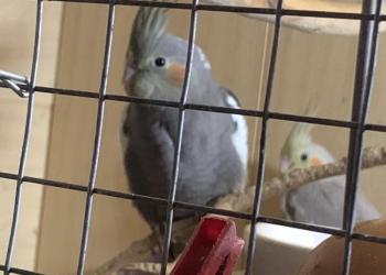 Птенцы Корелл