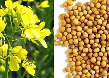 Семена горчица горлинка