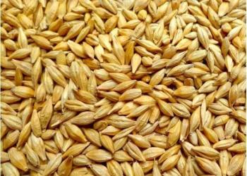 Семена ячменя Вакула ЭС