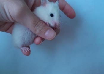 Продаю хомечков